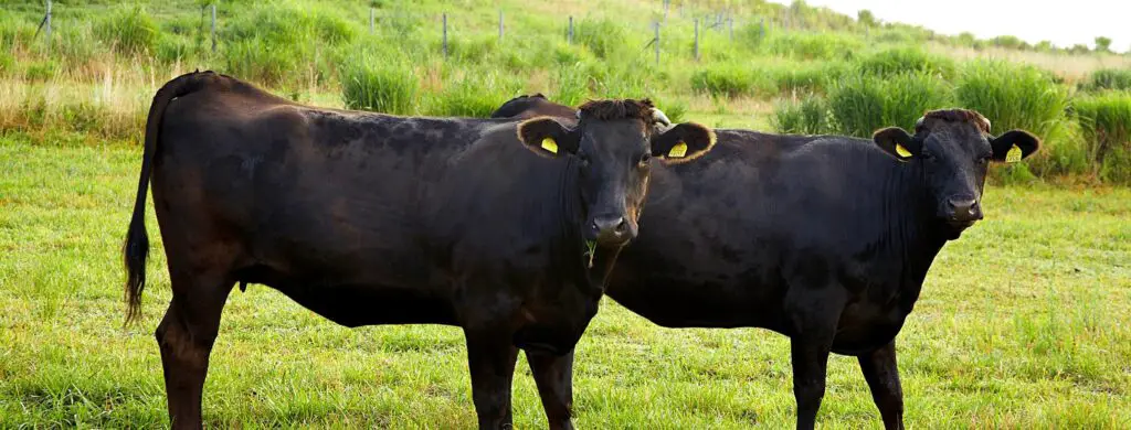 Is Kobe Beef The Same As Wagyu? No, they are different. Two wagyu cows on the image